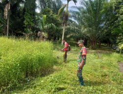Babinsa Sampoiniet Bantu Bersihkan Lahan Untuk ditanami Cabe Milik Warga Binaannya