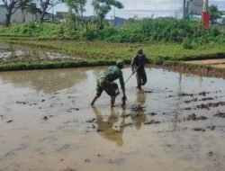 Babinsa Bantu Garap Lahan Sawah, Dukung Ketahanan Pangan Warga Binaan