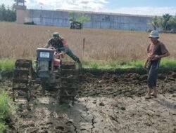 Aksi Babinsa Koramil 04/Meureubo Bantu Petani Bajak Sawah Menggunakan Mesin Hand Tracktor