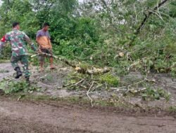 Akibat Hujan dan Angin Kencang Badan Jalan Lintas Desa Manuang Kinco Tertutup Pohon Tumbang