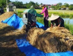 Babinsa Bantu Petani Rontokan Padi
