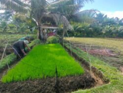 Geliatkan Sektor Pertanian, Babinsa Koramil 04/Meureubo Dampingi Petani Cek Kesiapan Bibit Padi