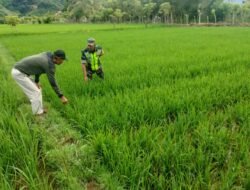 Peran Aktif Babinsa Koramil 01/Jaya Dampingi Petani Pantau Perkembangan Tanaman Padi