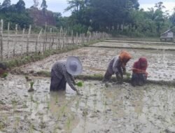 Serda Andi Surianto Terjun Langsung Bantu Petani Tanam Padi di Desa Tuwi Eumpeuk
