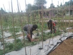 Sukseskan Hanpangan di Wilayah, Babinsa Manokwari Utara Dampingi Petani Rawat Tanaman Hortikultura