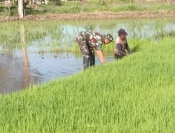Persiapan Masa Tanam, Babinsa Babinsa Koramil 1005-05/Mandastana Bantu Petani Cabut Bibit Padi