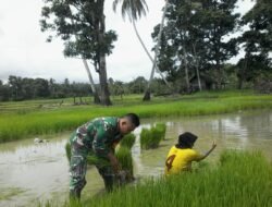 Sukseskan program pemerintah dalam hal swasembada pangan, Babinsa Koramil 07 Johan pahlawan turun langsung ke sawah membantu petani menanam padi
