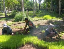 Babinsa Koramil 08 Arongan Lambalek Kodim 0105/Abar Bantu Warga Desa Binaan Cabut Benih Padi untuk dipindahkan ke Lahan Milik Warga