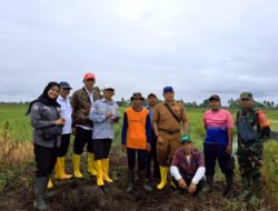 Hadir Untuk Petani, Babinsa Amparaya Bersama PPL dan BPP Laksanakan Ubinan Tanaman Padi