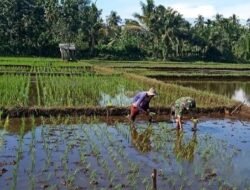 Berjibaku Dengan Alotnya Lumpur, Sertu Bahari Saragih Pacu Petani Sembari Bantu Tanam Padi Sistim Tandur