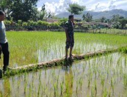 Babinsa Bersama Mantri Tani Tinjau Sawah yang baru  ditanam di Desa Meunasah Weh
