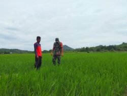 Babinsa 0114-01/Jaya  Bantu Petani Bersihkan  Rumput di Pematang Sawah