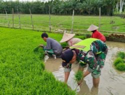 Babinsa Cabut Bibit Padi Siap Tanam, Dampingi Petani Di Wilayah Binaan