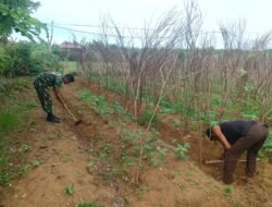 Babinsa Koramil 04/Meureubo Bantu Petani Bersihkan Gulma Pada Tanaman Palawija