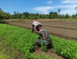 Bandinsa Koramil 04/Meureubo Dongkrak Roda Perekonomian Warga Binaan Manggunakan Kanggung