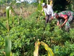 Babinsa Setia Bakti Bantu Petani Panen Kacang Tanah Di Desa Binaan