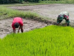 Langsung Jebur Ke Sawah, Koptu Darmawan  Edukasi Petani Bagaimana Mencabut Bibit Padi Agar Akarnya Tidak Putus