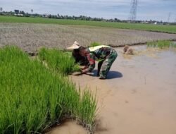 Babinsa Koramil 07 Johan pahlawan turun ke sawah membantu petani menanam padi