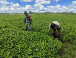 Babinsa Melaksanakan Pendampingan Kepada Petani Dan Turut Ikut Serta Membersihkan Gulma Pada Tanaman