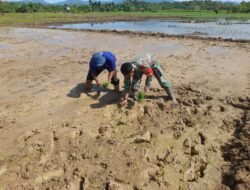 Tingkatkan Ketahanan Pangan Babinsa Koramil Teunom Bantu Petani Tanam Padi