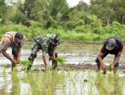 WUJUDKAN SWASEMABADA PANGAN, BABINSA MERAUKE BANTU PETANI KAMPUNG KUPER TANAM PADI
