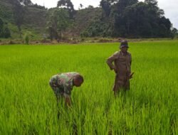 Babinsa Bantu Petani Cabut Rumput Di Sawah Untuk Jaga Kesuburan Tanaman Padi