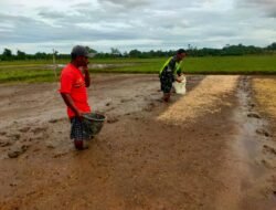 Babinsa Koramil 03 Kaway XVI Serka Saferi Pasaribu, bantu Warga tabur benih padi di Desa Binaan