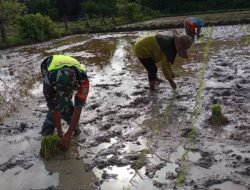 Dukung Ketahanan Pangan Wilayah Babinsa Posramil 06/Bubon Bantu Warga Tanam Padi