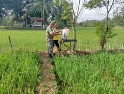 Babinsa Posramil 12/Panton Reu Serda Heriyanto Bantu Warga Kendalikan Hama pada Tanaman Padi