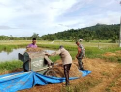 Babinsa Turun ke Sawah Bantu Petani Merontokkan Padi