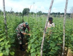 Wujudkan Swasembada Pangan, Babinsa Koramil 04/Meureubo Bantu Petani Benahi Lanjaran Kacang Panjang