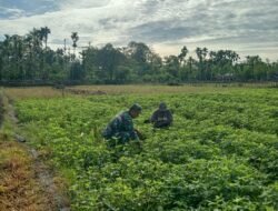 Babinsa Melaksanakan Pendampingan Kepada Petani Dan Turut Ikut Serta Membersihkan Gulma Pada Tanaman Kacang