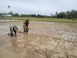 Babinsa Koramil 09/Samatiga Kopda Hendrawan Laksanakan Pendampingan Pok Tani Tanam Padi di Desa Gampong Ladang