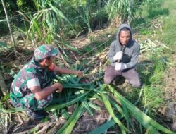 Jalin Silaturahmi, Babinsa Panga Komsos Bersama Petani Tebu Wilayah Binaan