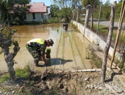 Babinsa Posramil 06/Bubon Sertu Endi Suhendi Terjun Langsung Kesawah Bantu Petani Menanam Padi