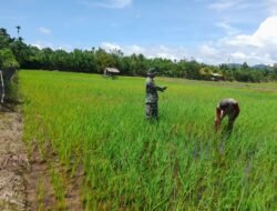 Babinsa Koramil 0114-06/ Teunom Bantu Petani Bersihkan Gulma Poktan Meuraksa Jaya