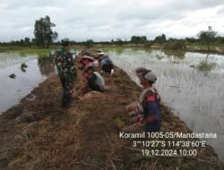Pendampingan Oplah dan Pompanisasi Oleh Babinsa di Mandastana Berjalan
