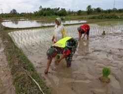 Dukung Ketahanan Pangan Wilayah, Babinsa Bantu Petani Tanam Padi