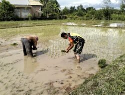 Babinsa Koramil 09/Samatiga Sertu Puguh Purnomo Laksanakan Pendampingan Pok Tani Menanam Padi di Desa Kreuseng