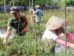 Wujud Kebersamaan Dengan Warga Binaan Babinsa Jaya Bantu Petani Panen Cabe
