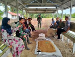 Turun ke Lapangan Babinsa Sungai Raya Bersama Petani Laksanakan Pengendalian Hama Tikus