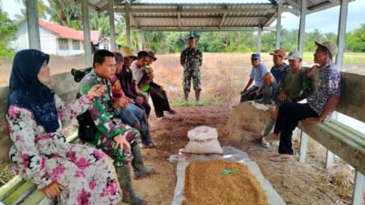 Turun ke Lapangan Babinsa Sungai Raya Bersama Petani Laksanakan Pengendalian Hama Tikus