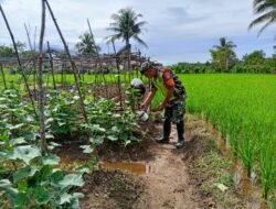 Babinsa Posramil 06/Bubon Membantu Warga Desa Binaan Memupuk Dan Memelihara Tanaman Timun