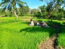 Babinsa Koramil Panga Turun ke Sawah, Bantu Petani Cabut Rumput Liar di Sawah