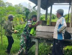 Beri Motivasi Babinsa Koramil Jaya Komsos dengan Petani Pepaya di Desa Binaan