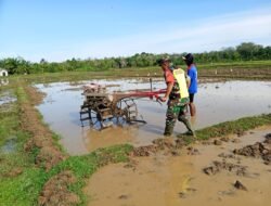 Wujud Kepedulian Babinsa Posramil 06/Bubon Terhadap Para Petani Dengan Membantu Bajak Sawah