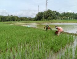 Babinsa Koramil 0105-10 Woyla Barat Serda Hendri Saputra membasmi keong emas di sawah
