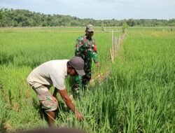Koptu M. Nazir Babinsa Posramil 05/PC Kodim 0105/Abar Aktif Merawat Tanaman Padi di Desa Seumantok Kec. Pante Ceureumen Kab. Aceh Barat