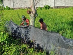 Peduli Warga Binaan, Babinsa Jaya Bantu Pembuatan Pagar untuk Lindungi Padi