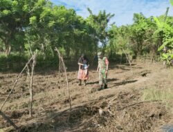 Babinsa Krueng Sabee Bantu Petani Semangka Tingkatkan Hasil Panen